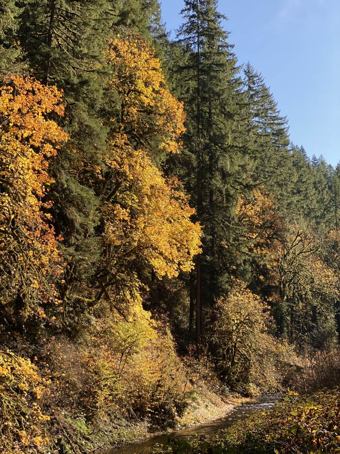 Silver Falls State Park