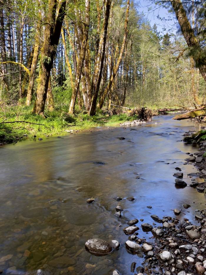 Gales Creek - Step Creek