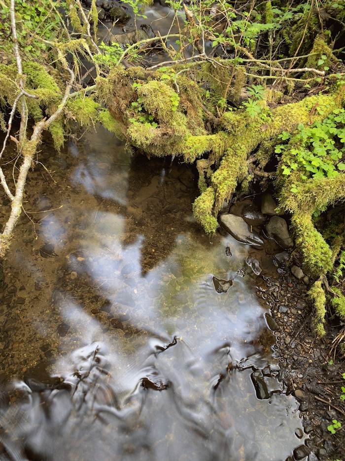 Gales Creek - Step Creek