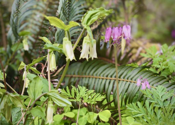 Gales Creek - Step Creek