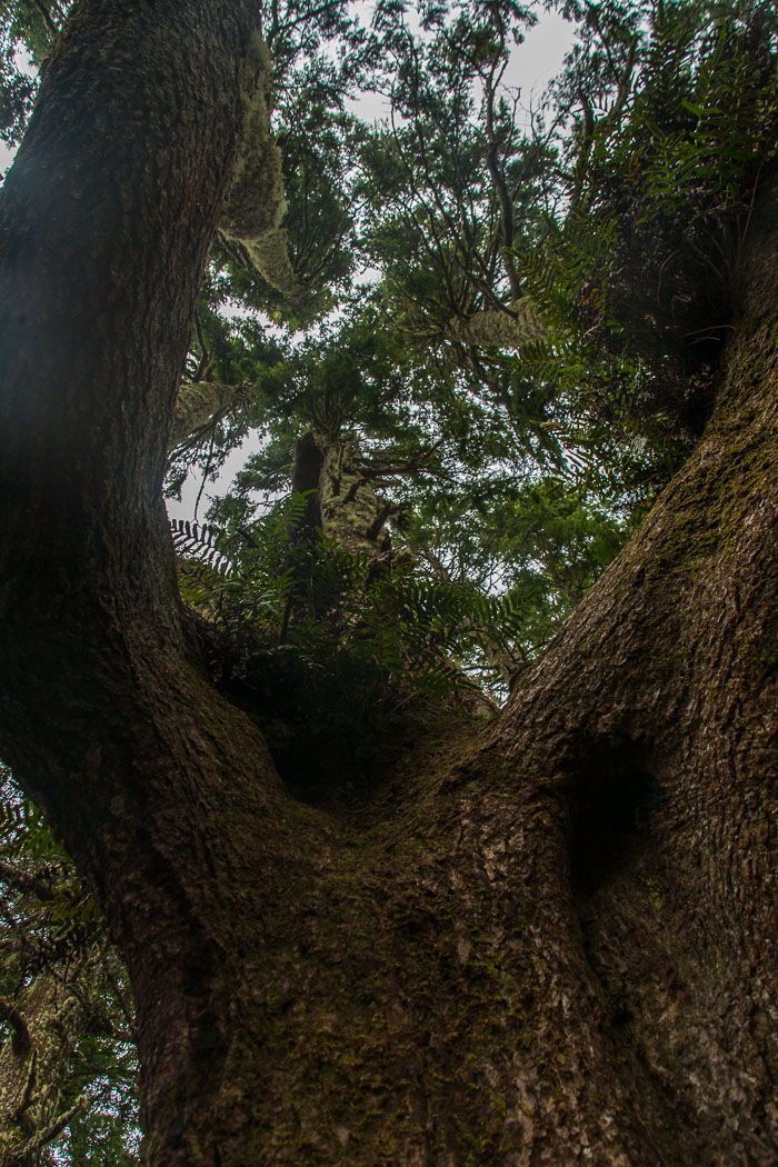 Cape Kiwanda