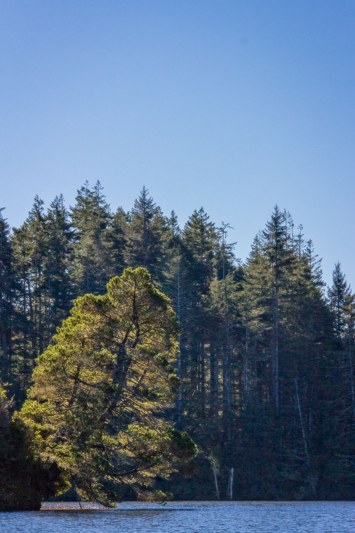 Coos Bay Area Sloughs