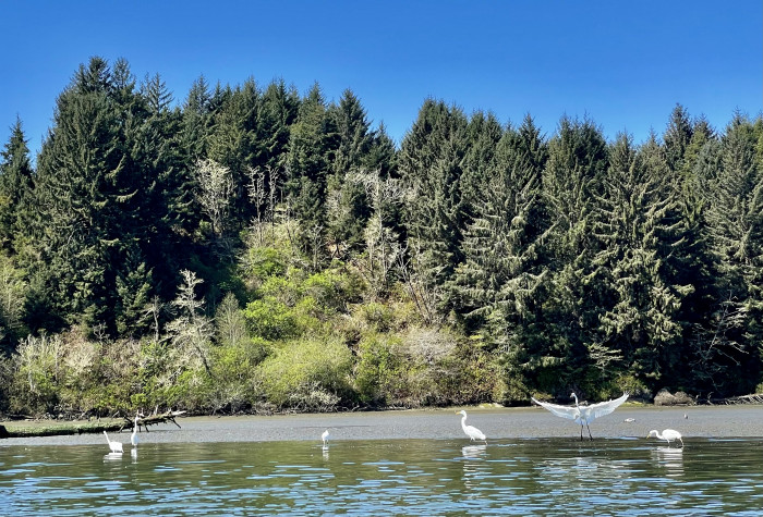 Coos Bay Area Sloughs