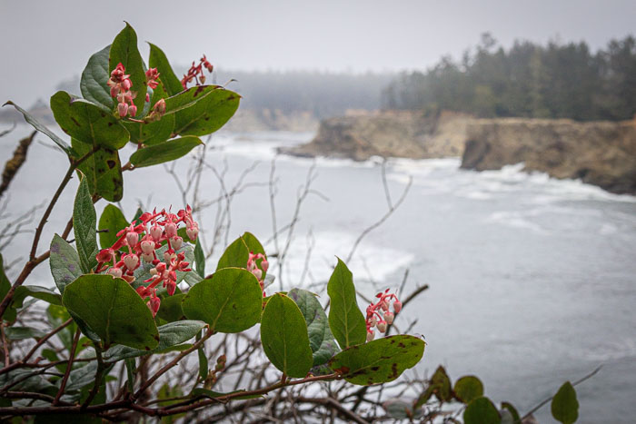 Shore Acres and Sunset Bay State Park