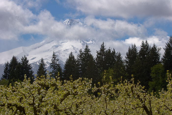 Hood River Valley Blossoms Hood River Valley Blossoms