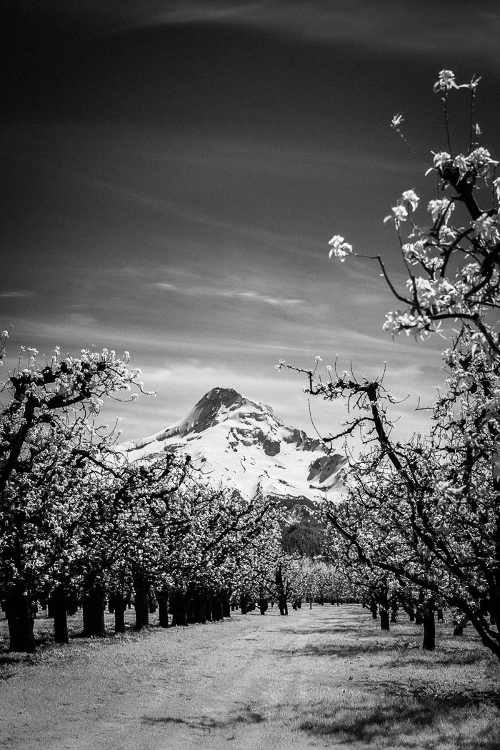 Hood River Valley Blossoms Hood River Valley Blossoms