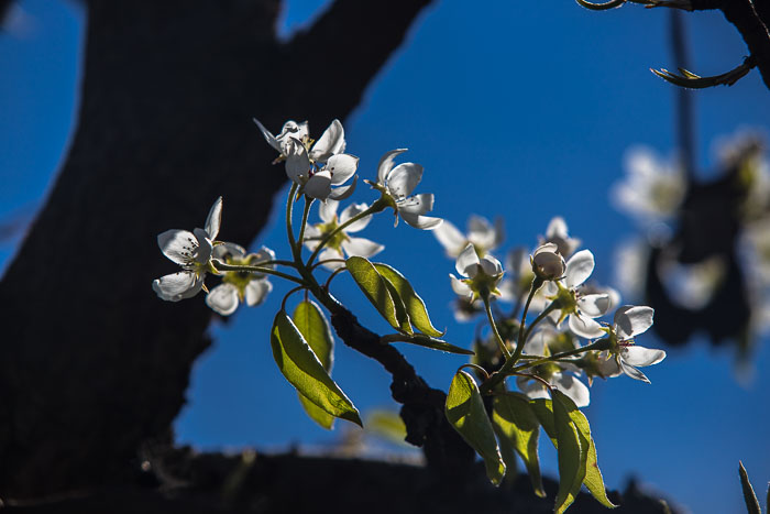 Hood River Valley Blossoms