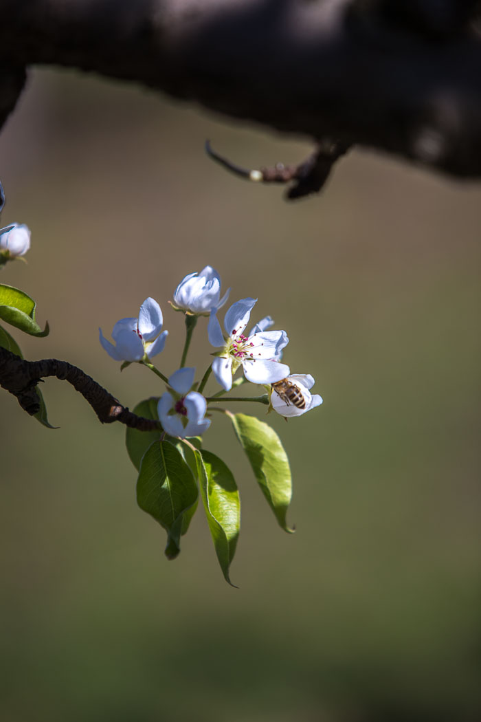 Hood River Valley Blossoms