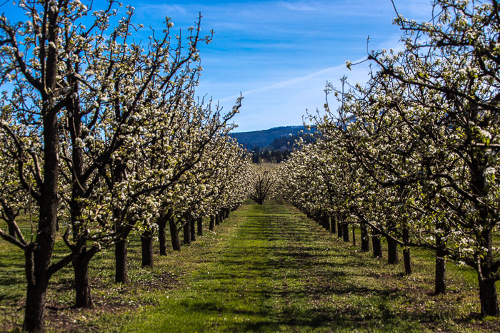 Hood River Valley Blossoms
