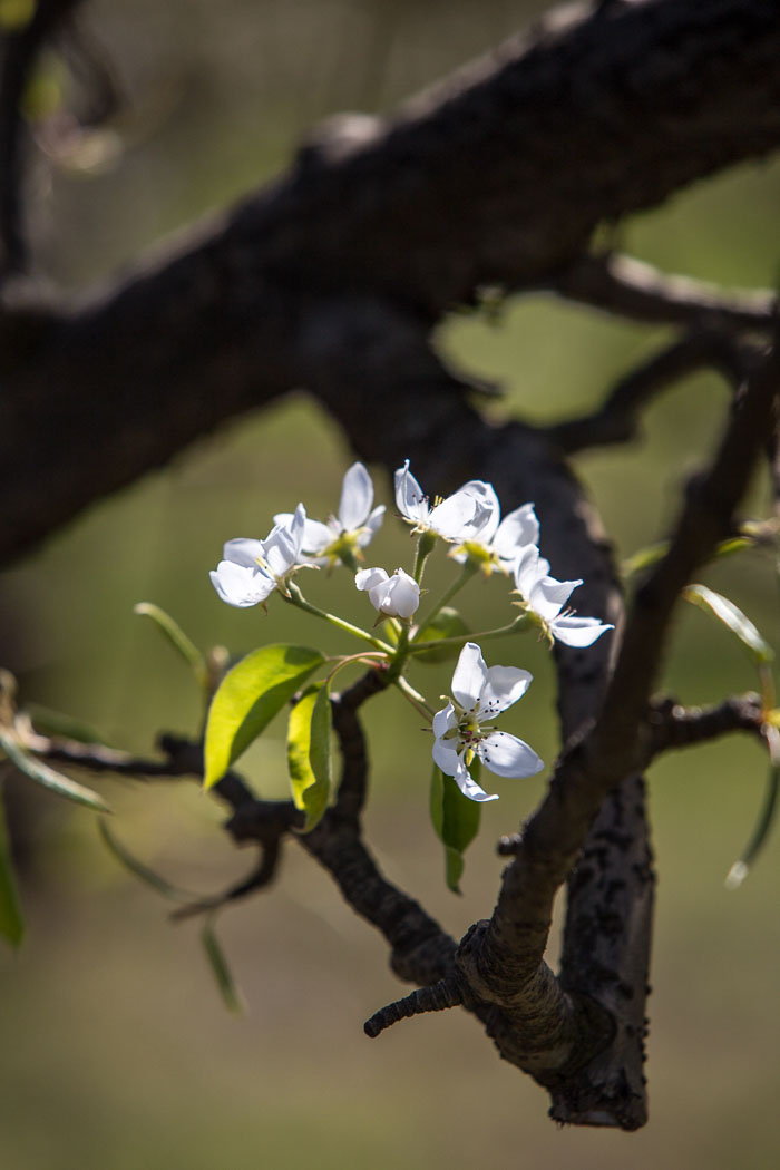 Hood River Valley Blossoms