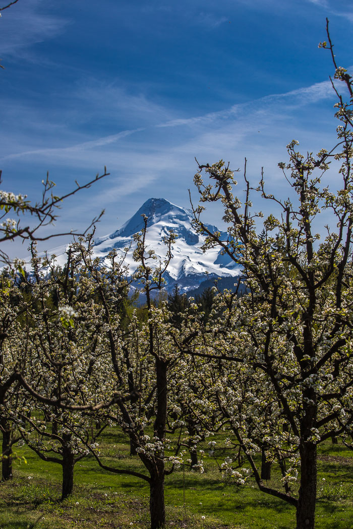 Hood River Valley Blossoms