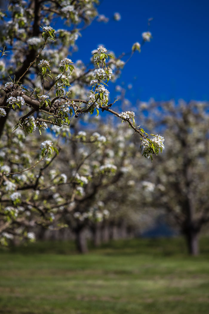Hood River Valley Blossoms Hood River Valley Blossoms
