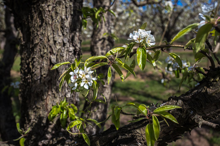 Hood River Valley Blossoms Hood River Valley Blossoms