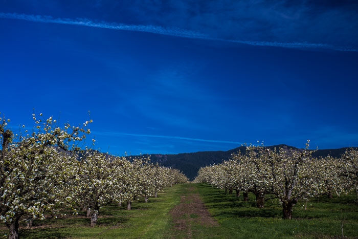 Hood River Valley Blossoms Hood River Valley Blossoms