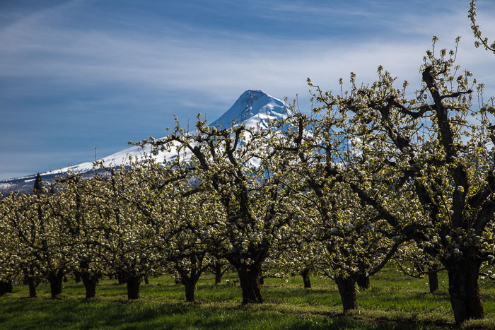 Hood River Valley Blossoms