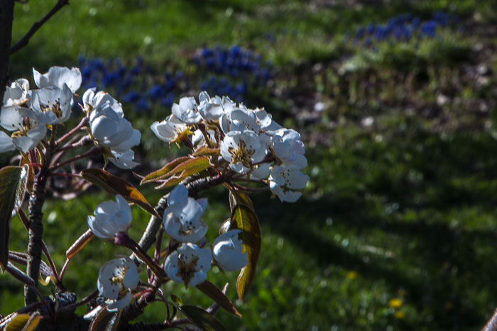 Hood River Valley Blossoms