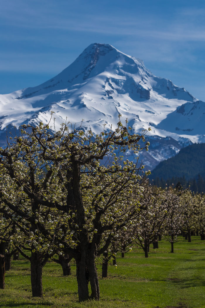 Hood River Valley Blossoms