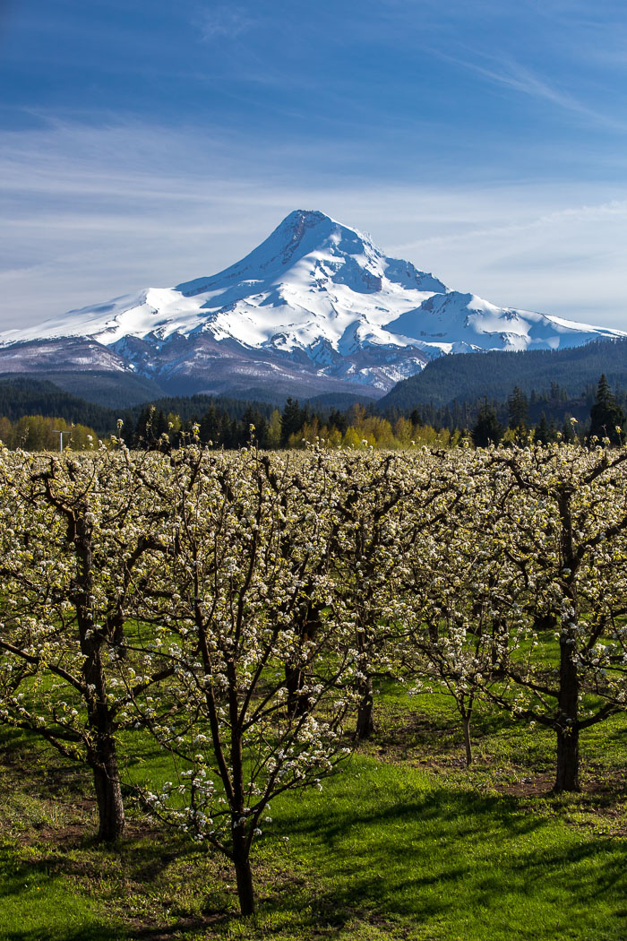 Hood River Valley Blossoms