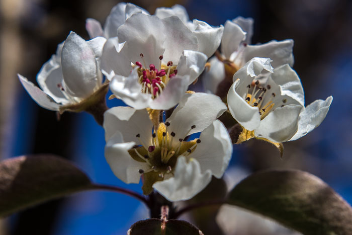 Hood River Valley Blossoms