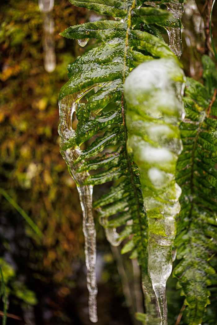 Chasing Ice
