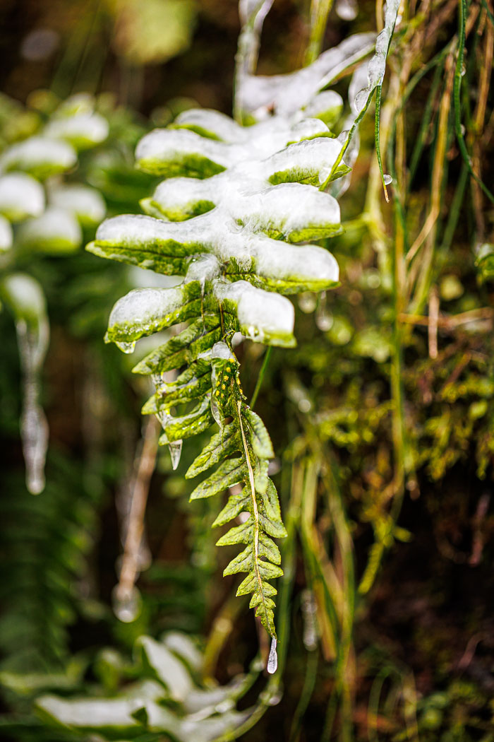 Chasing Ice