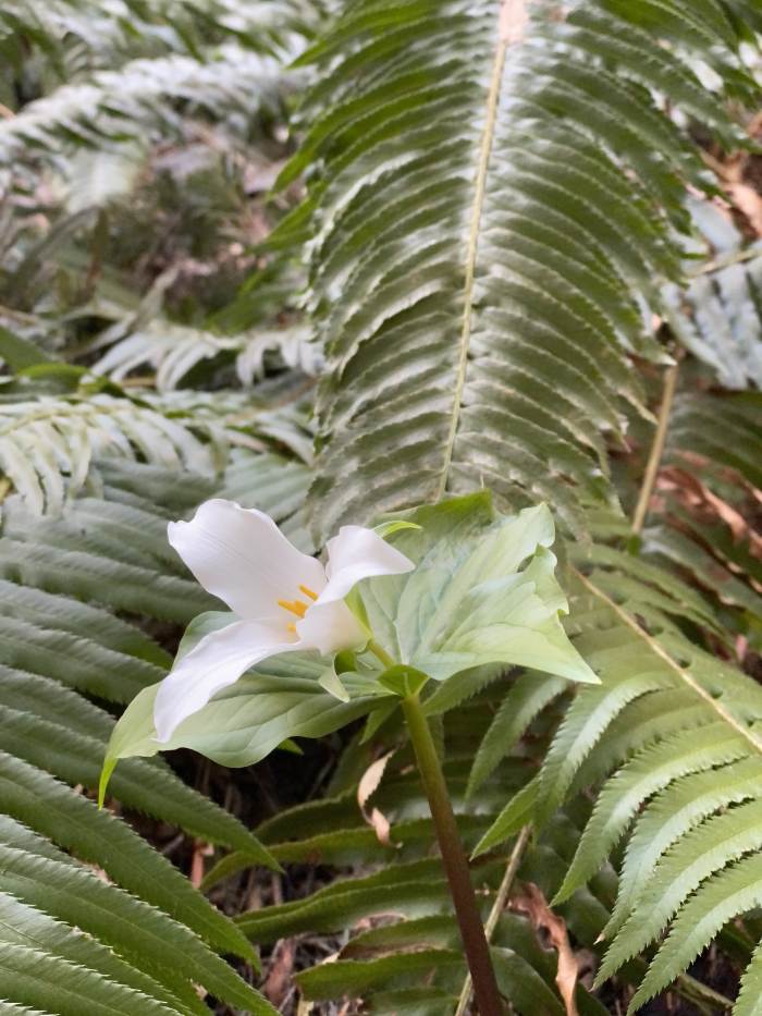Washington Side of the Gorge
