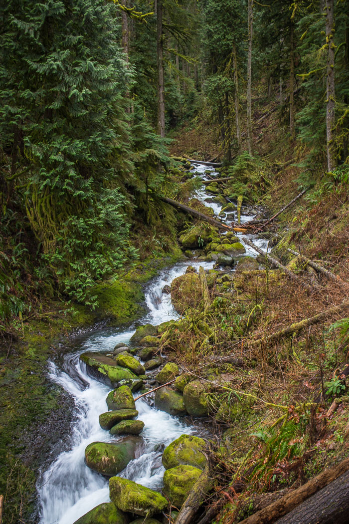 Larch Mountain trail and Christmas Trail