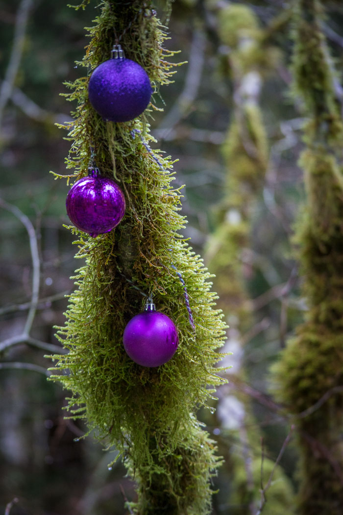 Larch Mountain trail and Christmas Trail