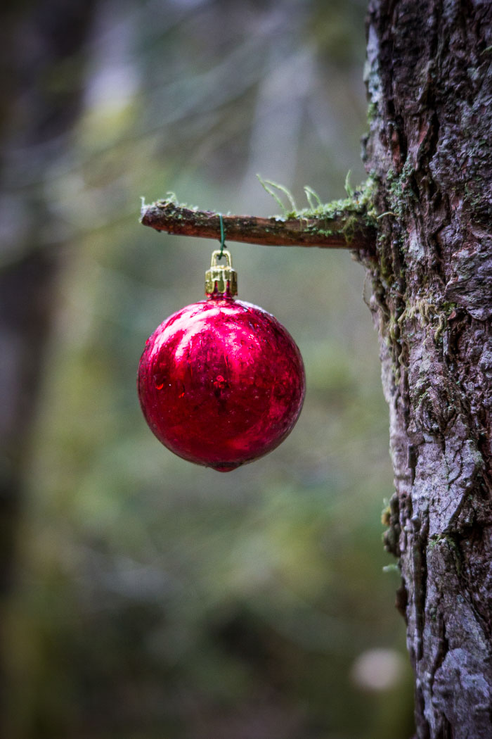 Larch Mountain trail and Christmas Trail Larch Mountain trail and Christmas Trail
