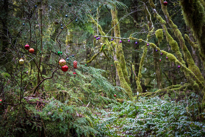 Larch Mountain trail and Christmas Trail