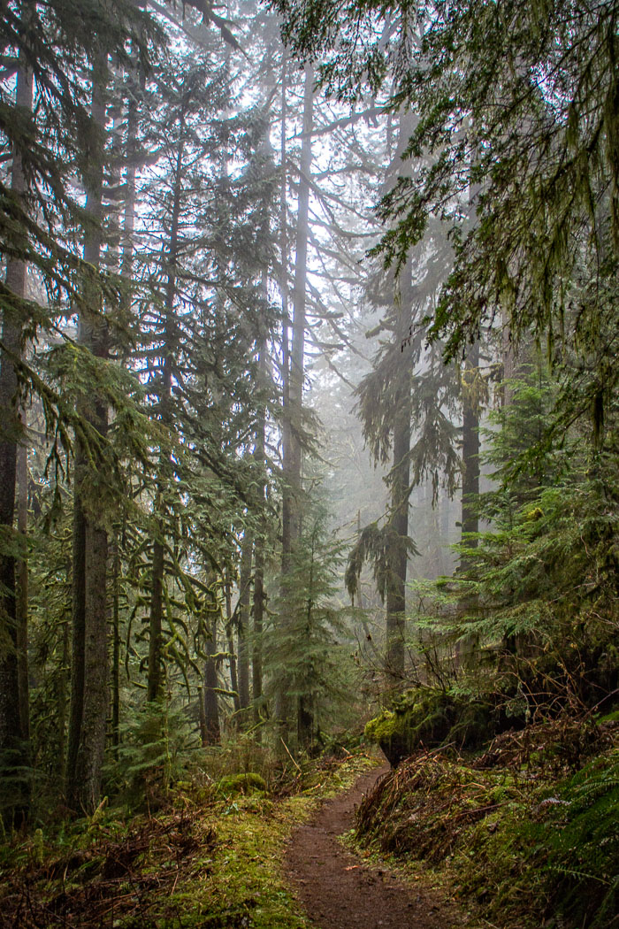 Larch Mountain trail and Christmas Trail Larch Mountain trail and Christmas Trail