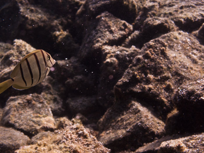 Waiopae Kapoho tide pools