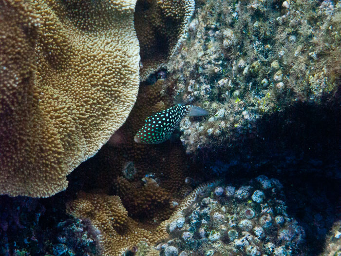 Waiopae Kapoho tide pools Waiopae Kapoho tide pools