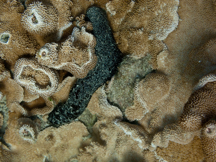 Waiopae Kapoho tide pools Waiopae Kapoho tide pools