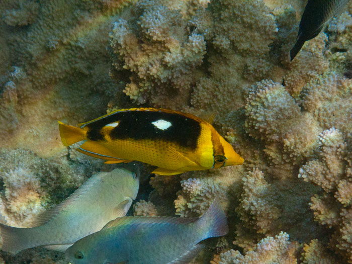 Waiopae Kapoho tide pools