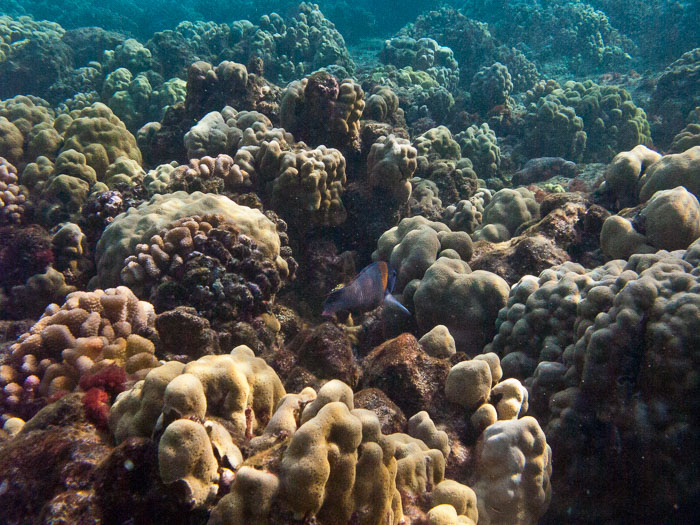 Waiopae Kapoho tide pools Waiopae Kapoho tide pools