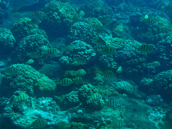 Waiopae Kapoho tide pools