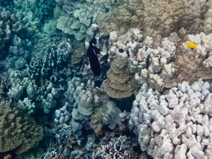 Pu'uhonua o Honaunau Bay (Two Step)