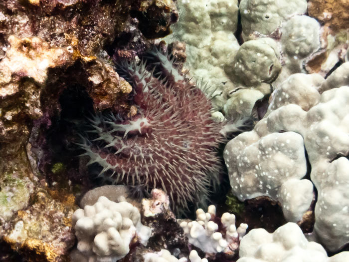 Pu'uhonua o Honaunau Bay (Two Step)