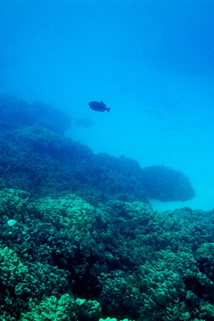 Pu'uhonua o Honaunau Bay (Two Step)