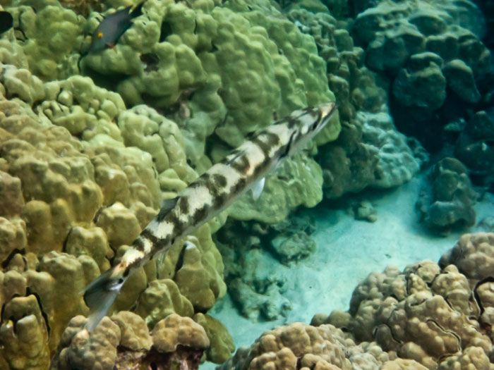 Pu'uhonua o Honaunau Bay (Two Step)