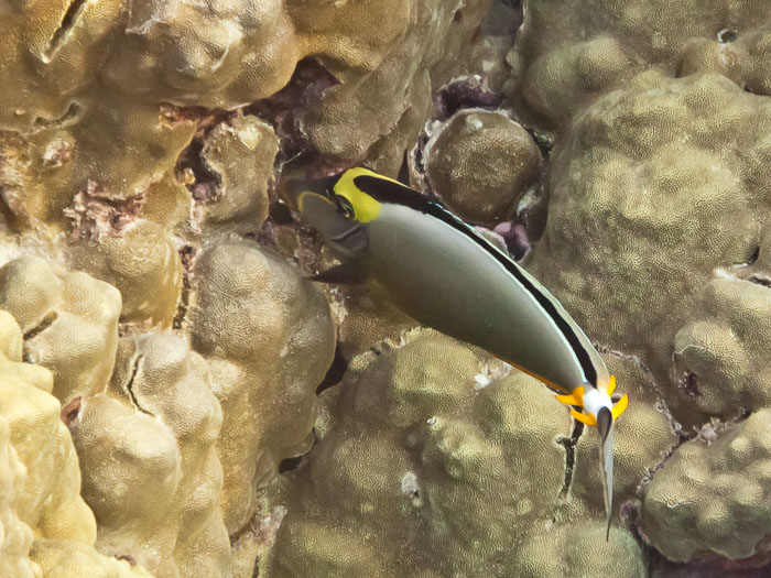 Pu'uhonua o Honaunau Bay (Two Step) Pu'uhonua o Honaunau Bay (Two Step)