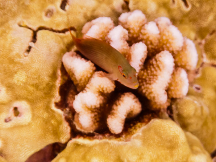 Pu'uhonua o Honaunau Bay (Two Step)