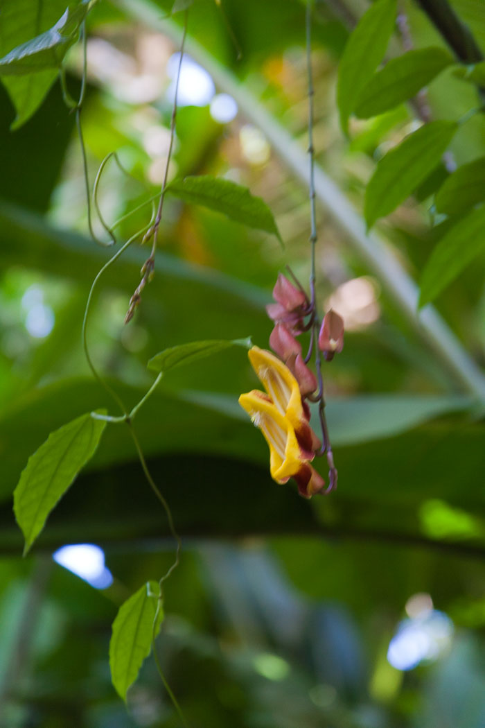 North Kohala, Hāmākua,Hāmākua, North Hilo Districts