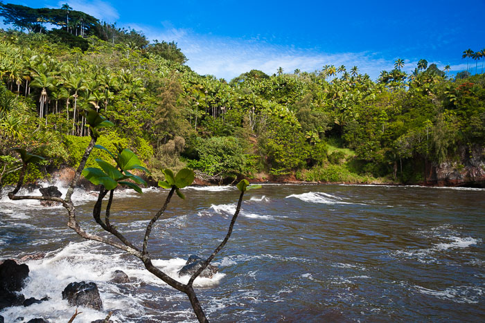North Kohala, Hāmākua,Hāmākua, North Hilo Districts