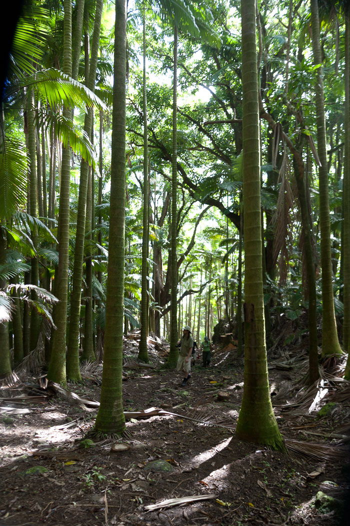 North Kohala, Hāmākua,Hāmākua, North Hilo Districts