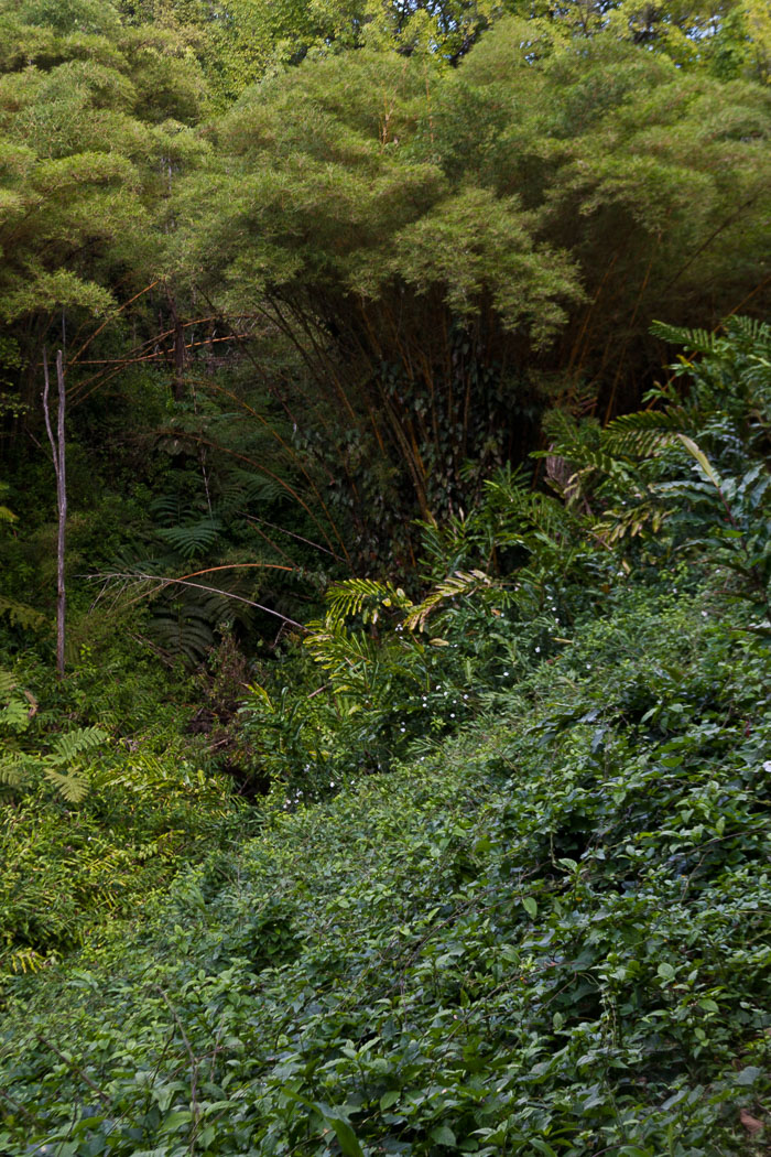 North Kohala, Hāmākua,Hāmākua, North Hilo Districts