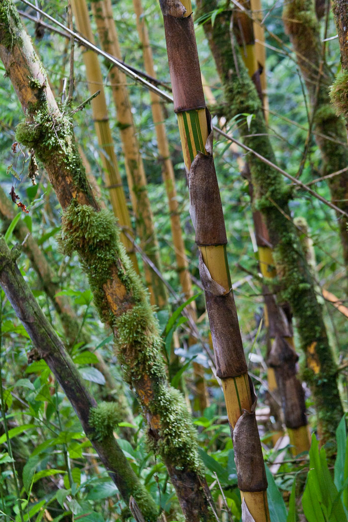 North Kohala, Hāmākua,Hāmākua, North Hilo Districts