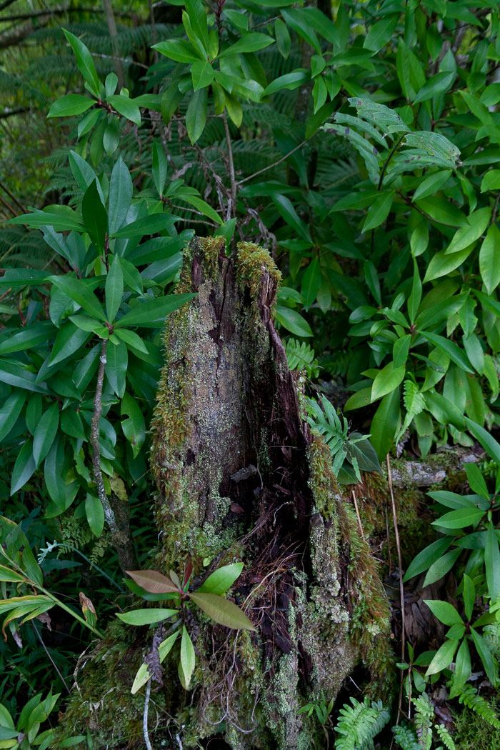 North Kohala, Hāmākua,Hāmākua, North Hilo Districts North Kohala, Hāmākua,Hāmākua, North Hilo Districts
