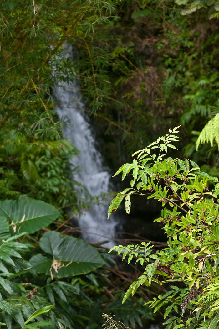 North Kohala, Hāmākua,Hāmākua, North Hilo Districts North Kohala, Hāmākua,Hāmākua, North Hilo Districts